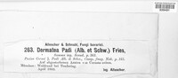 Dermatea padi image